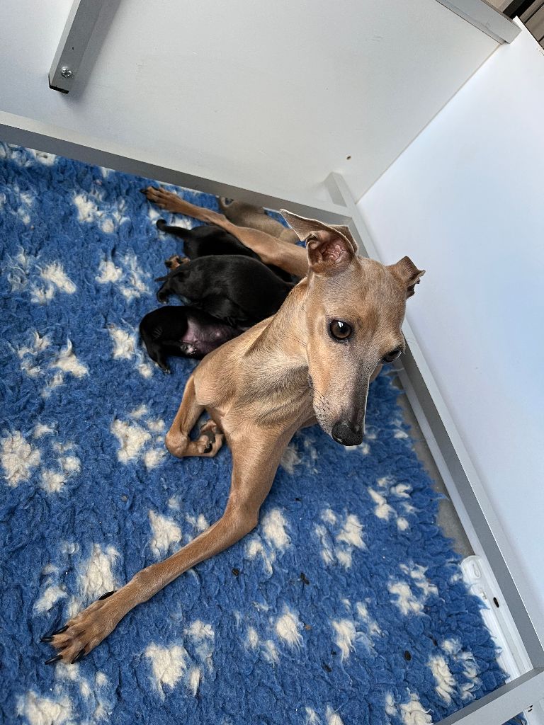 Portée A comme Amour !