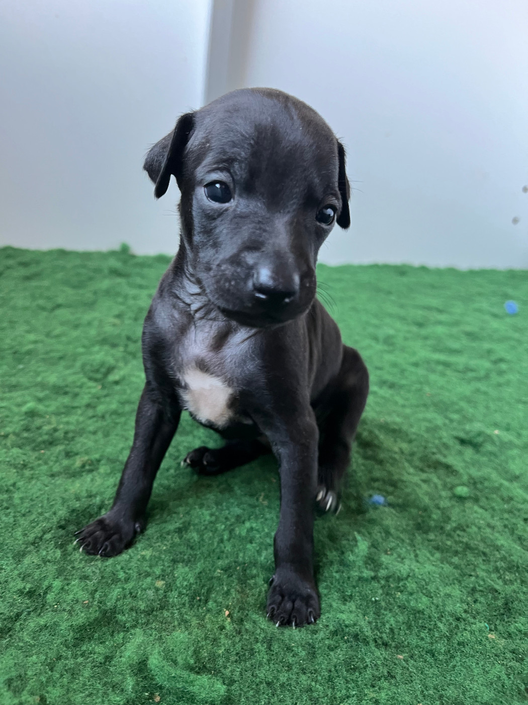 Des Filles Du Feu - Chiots disponibles - Petit Levrier Italien