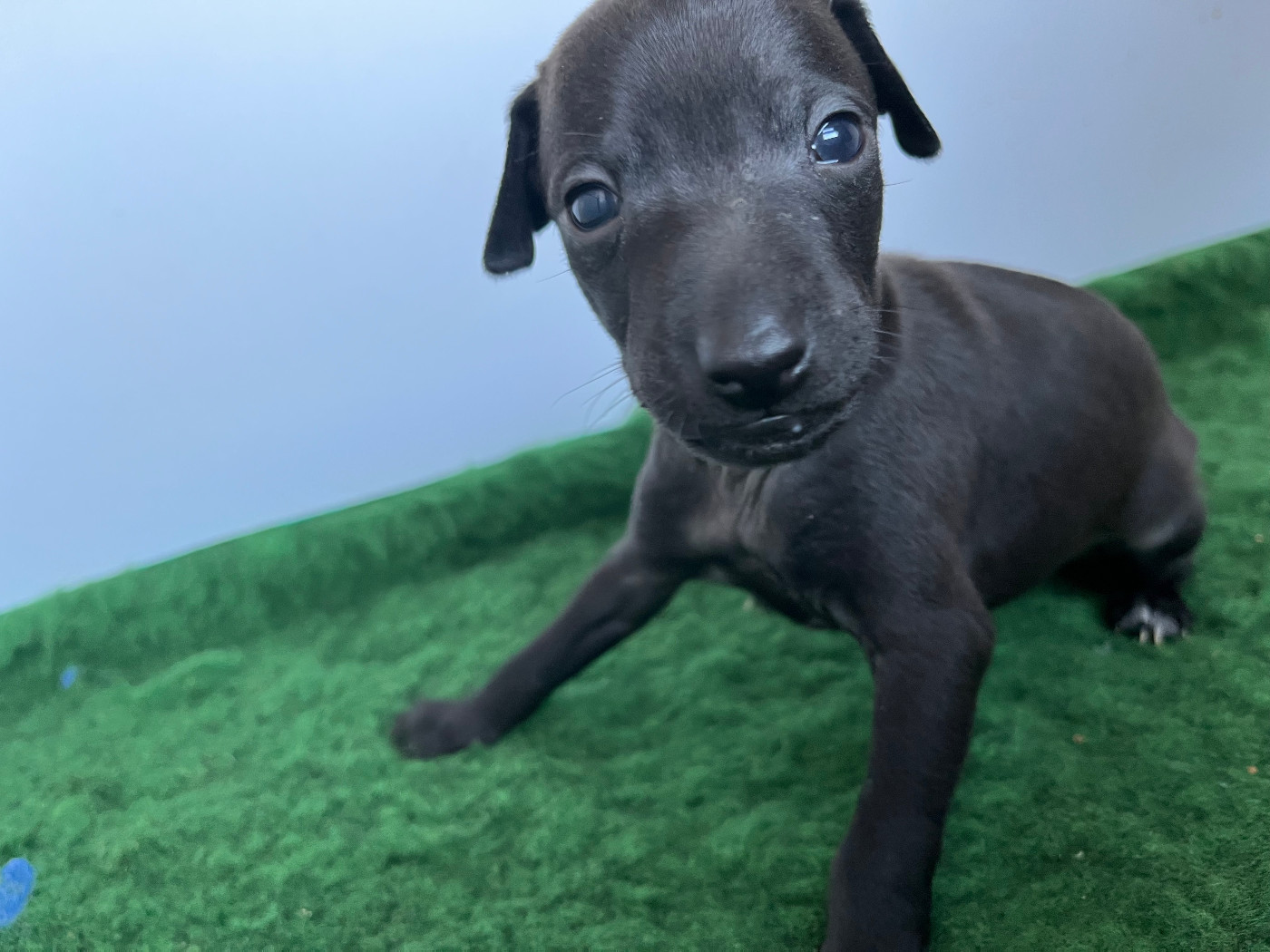 Des Filles Du Feu - Chiots disponibles - Petit Levrier Italien