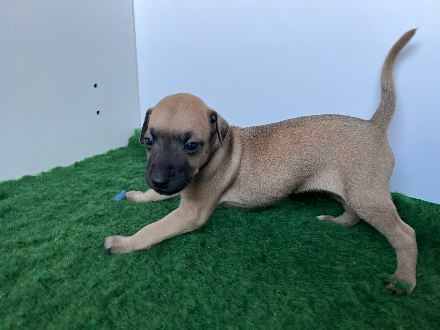 Des Filles Du Feu - Chiots disponibles - Petit Levrier Italien