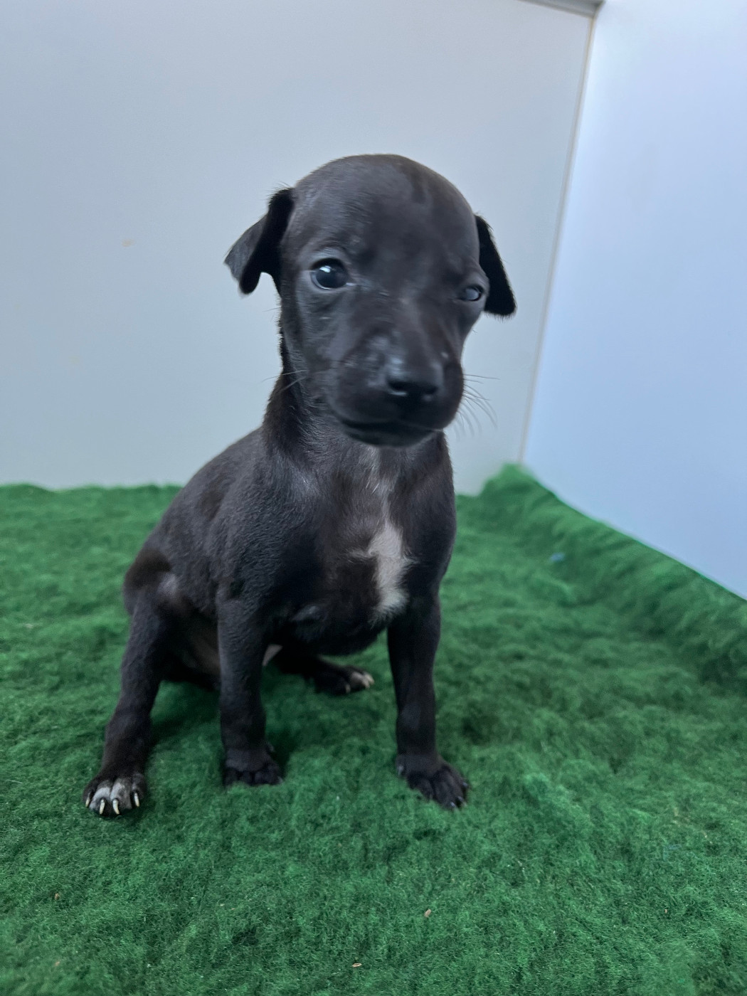 Des Filles Du Feu - Chiots disponibles - Petit Levrier Italien