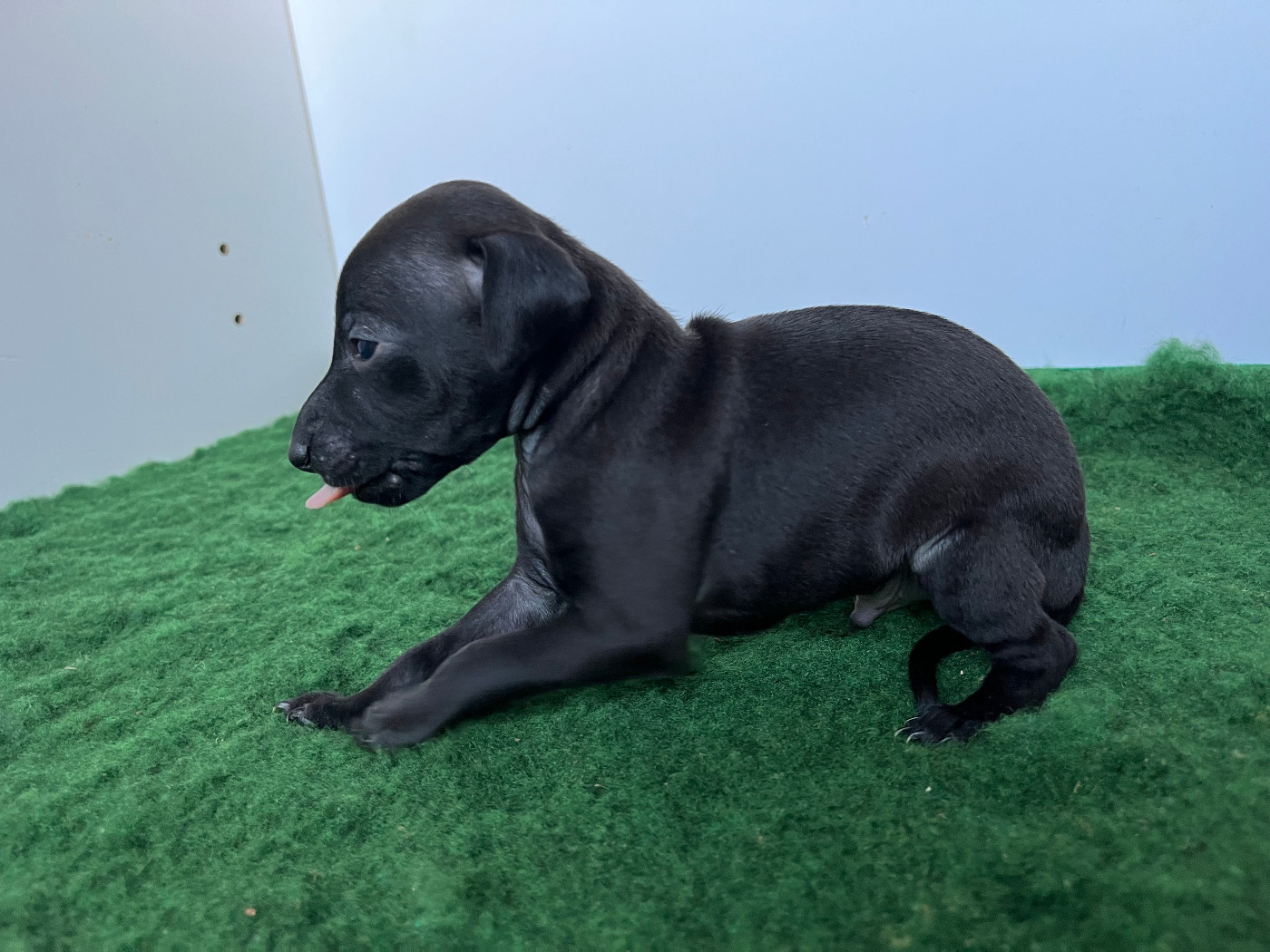 Des Filles Du Feu - Chiots disponibles - Petit Levrier Italien