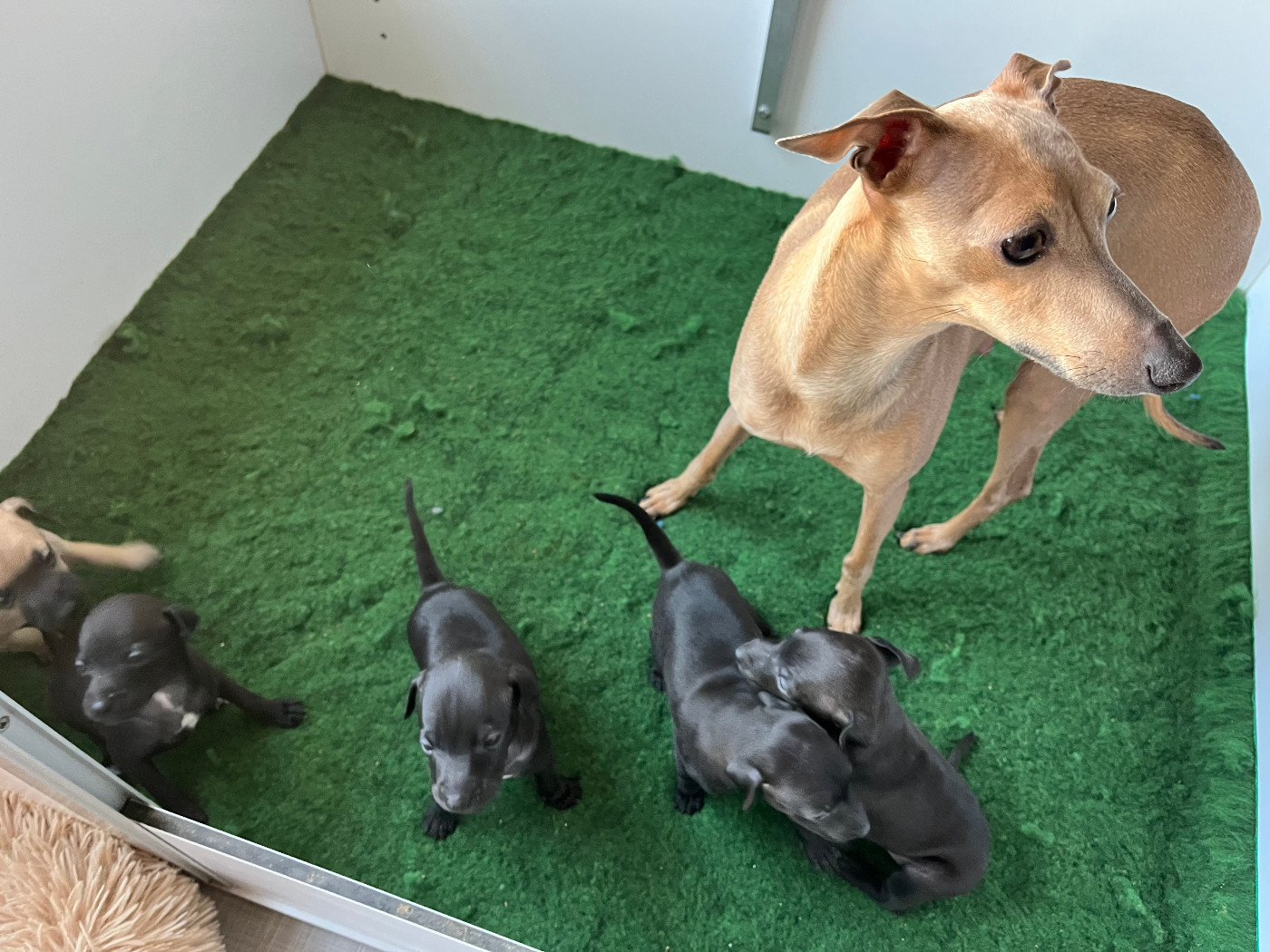 Chiot Petit Levrier Italien Des Filles Du Feu