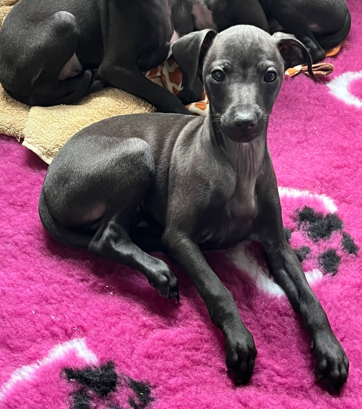 Des Filles Du Feu - Chiots disponibles - Petit Levrier Italien