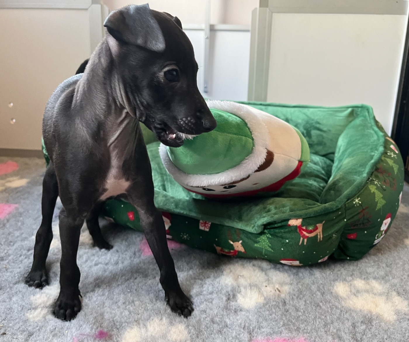 Des Filles Du Feu - Chiots disponibles - Petit Levrier Italien