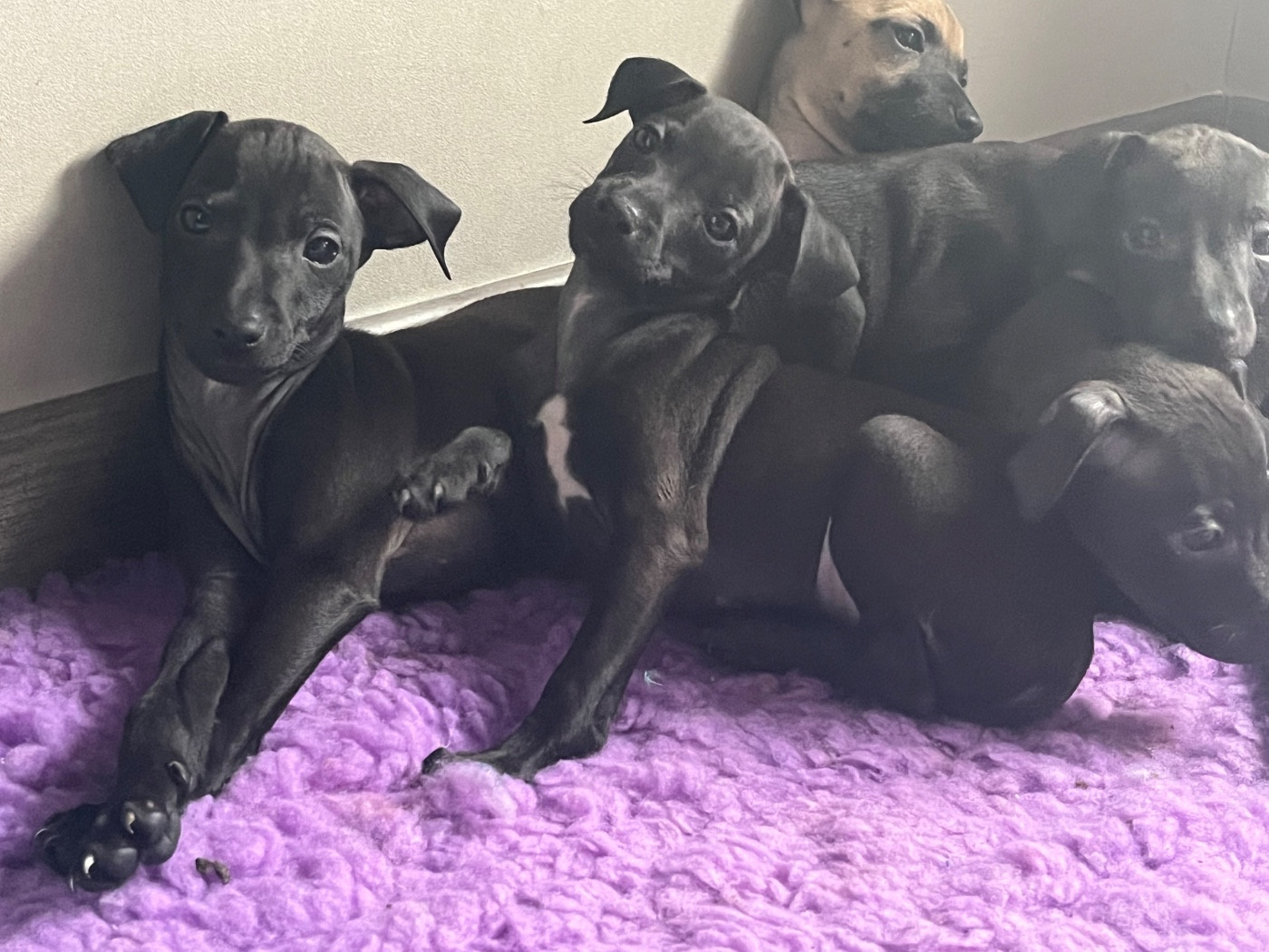 Des Filles Du Feu - Chiots disponibles - Petit Levrier Italien