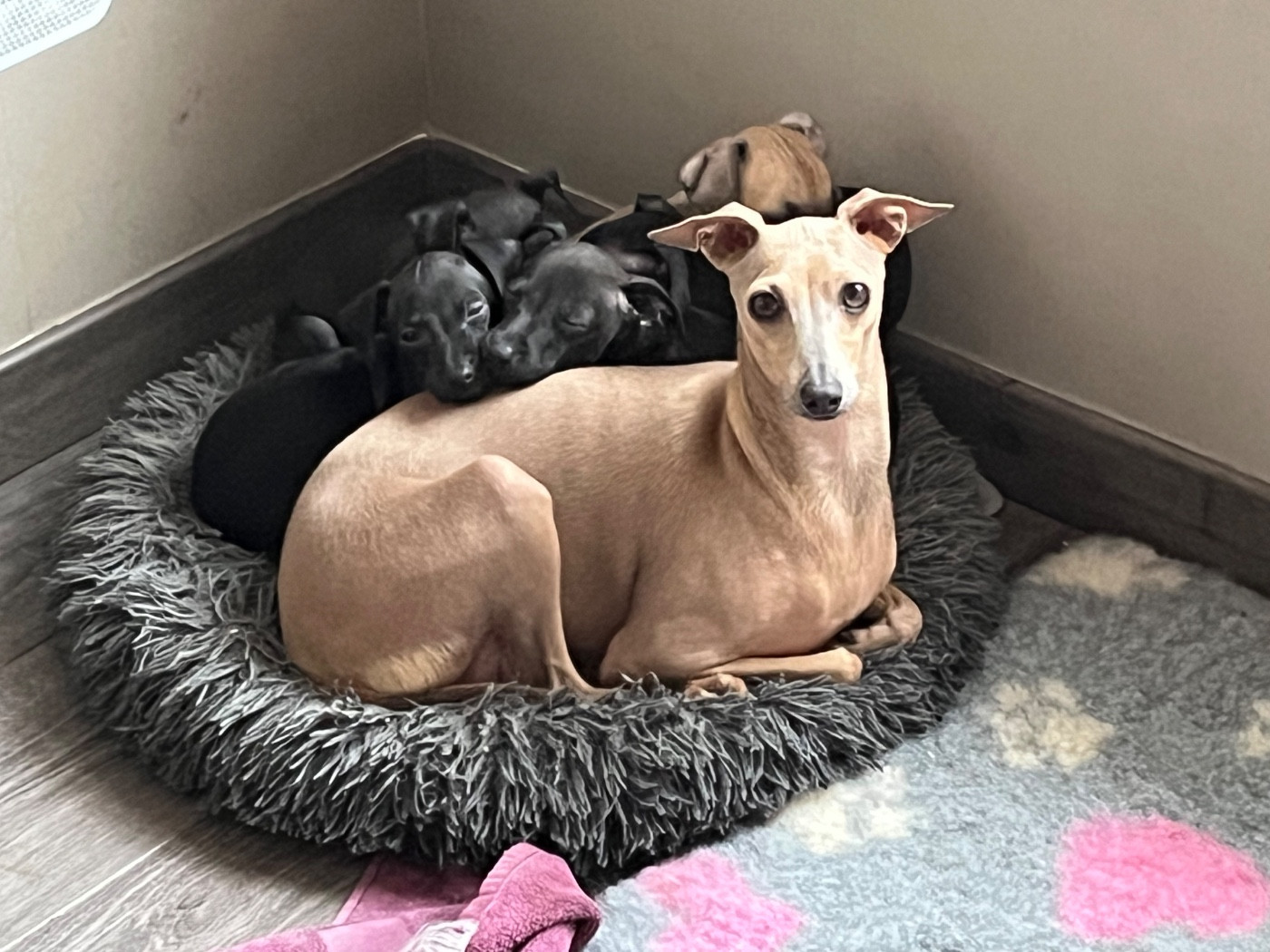 Des Filles Du Feu - Petit Levrier Italien - Portée née le 09/10/2025