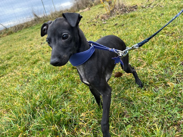 Des Filles Du Feu - Chiots disponibles - Petit Levrier Italien